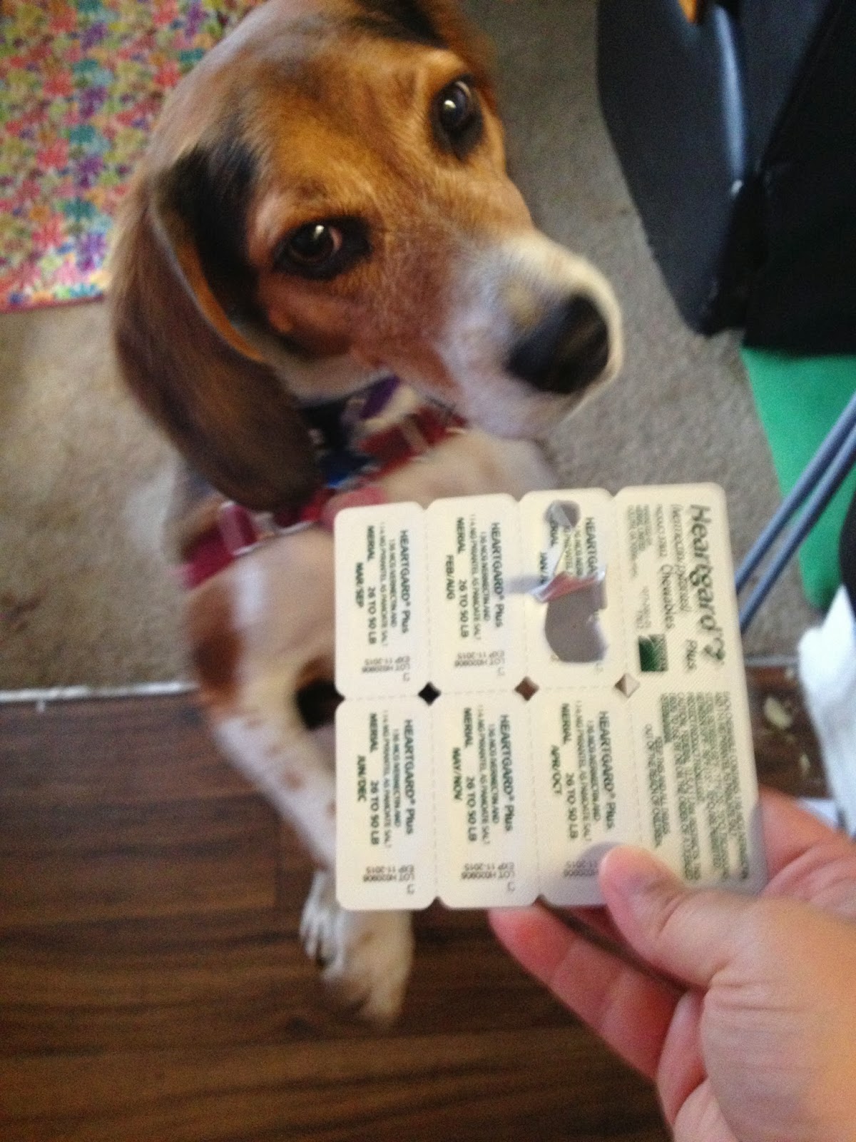 Life With Beagle 5 steps to take when your dog eats something bad